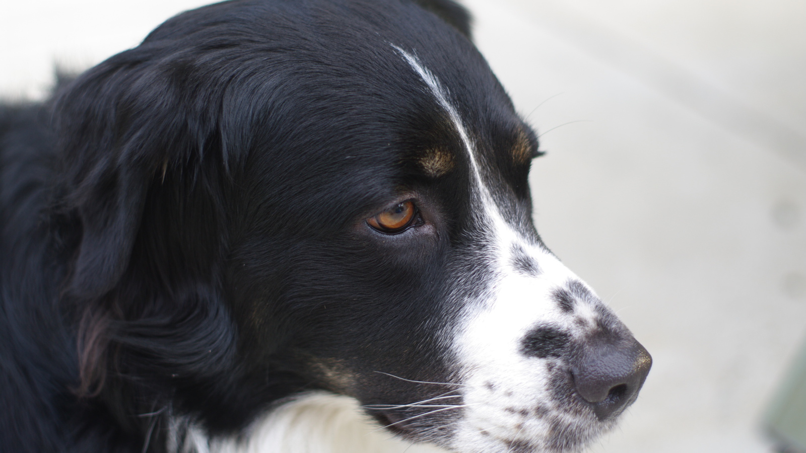 Портрет серьёзной бернской пастушьей собаки