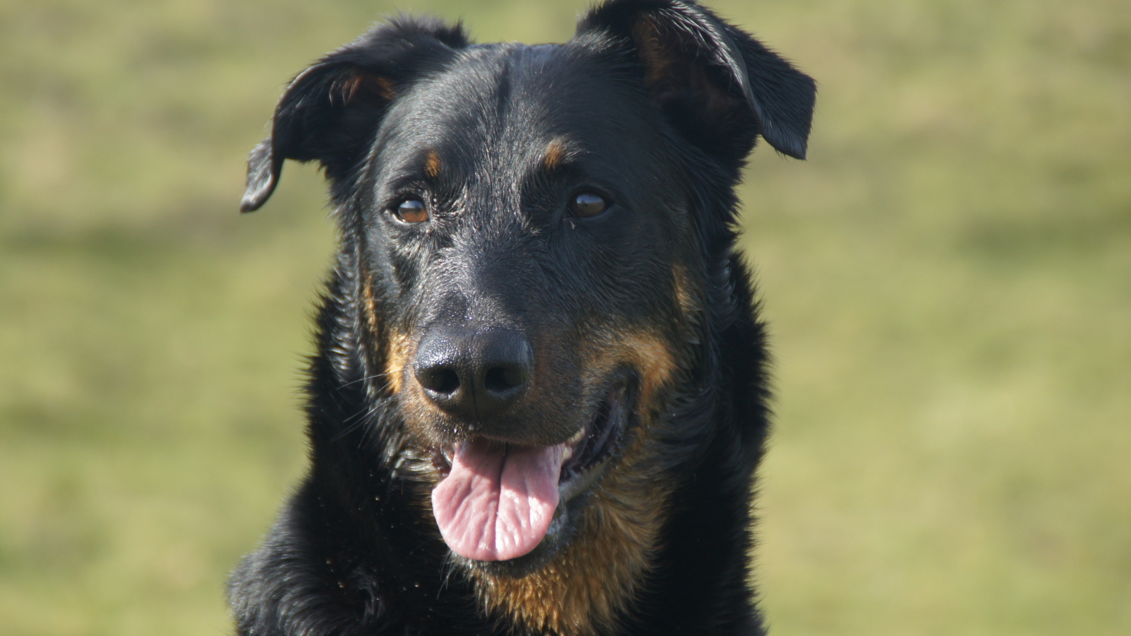 Портрет взрослого мокрого босерона