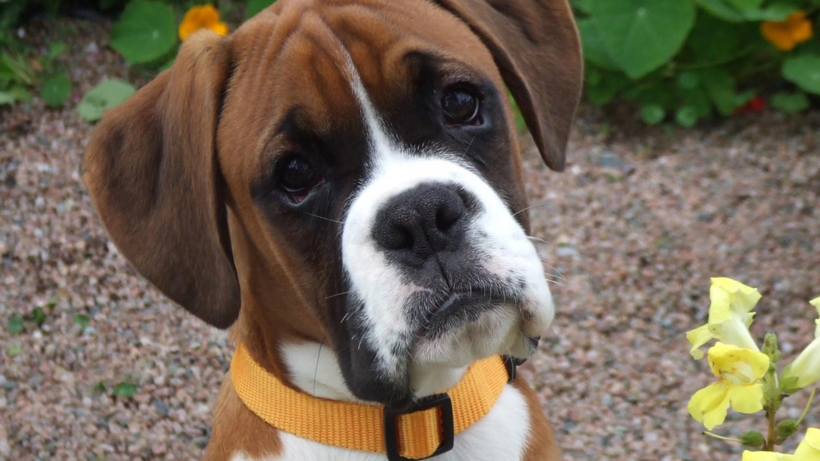 Портрет милого молодого боксёра