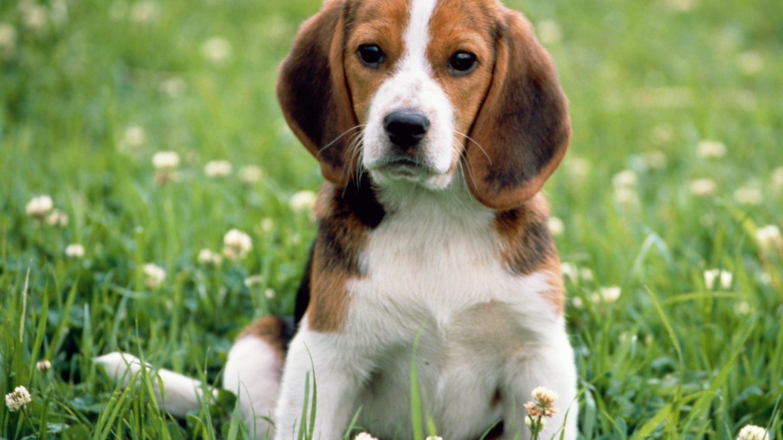 Pretty sad beagle dog