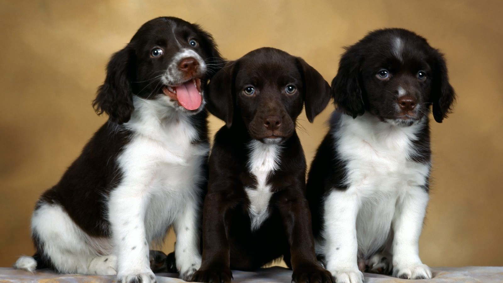 Щенки английского спрингер-спаниеля