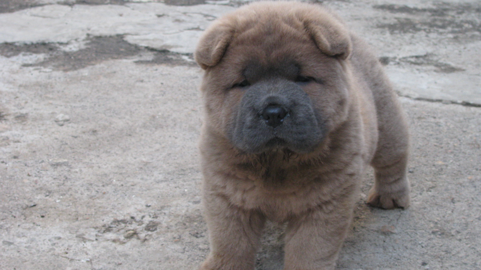 Щенок чау-чау на улице