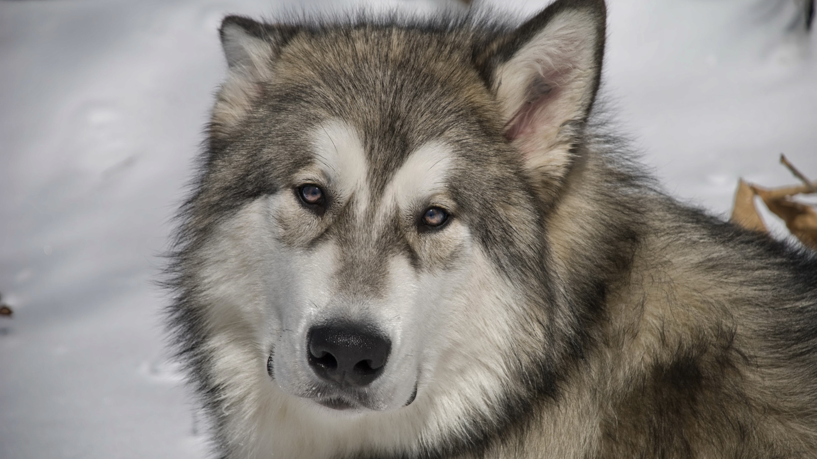 Грустный аляскинский маламут