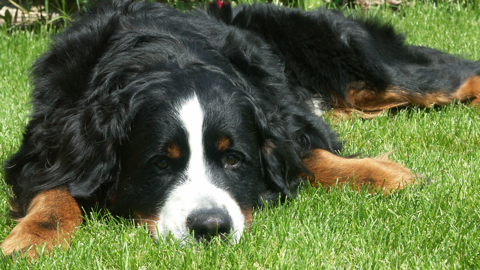 Грустная бернская пастушья собака на траве