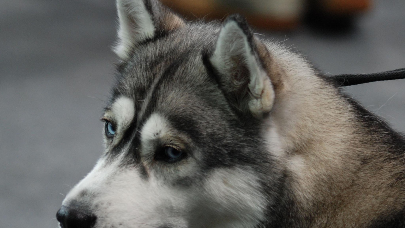 Печальный Сибирский хаски