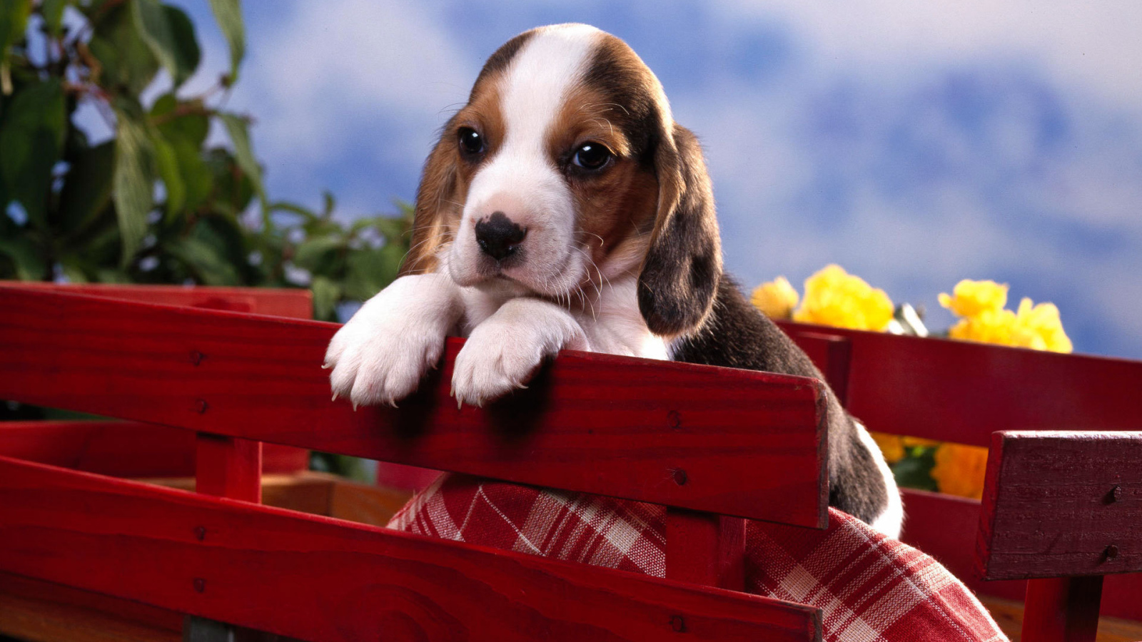 Грустный щенок породы бигль в красной тележке