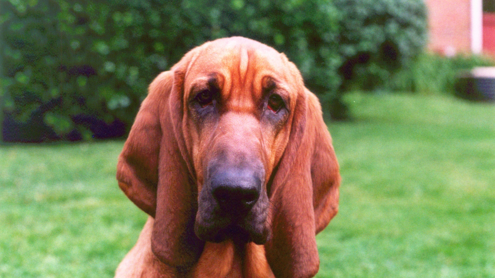 Грустный бладхаунд на фоне кустов