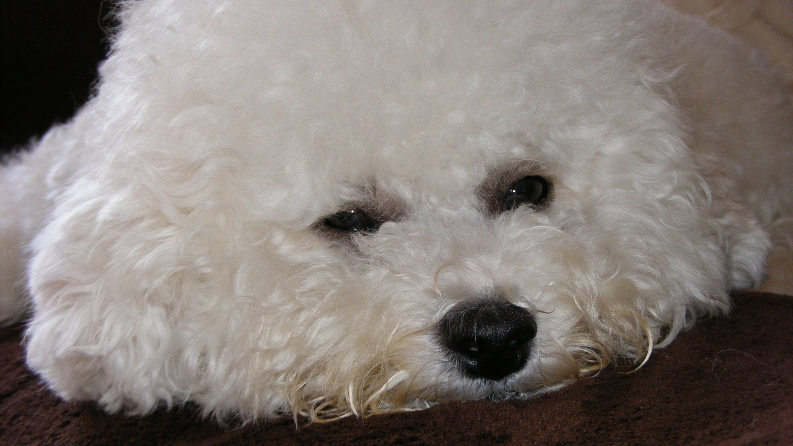 Грустная собака породы бишон-фриз