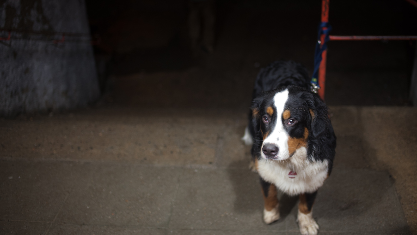 Грустный щенок бернской пастушьей собаки