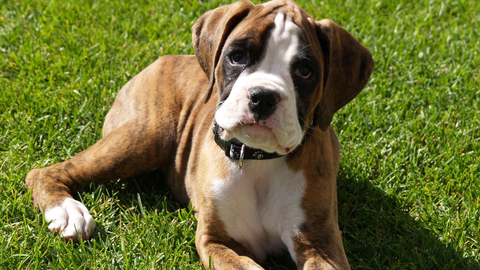 Грустный щенок боксёра лежит на газоне