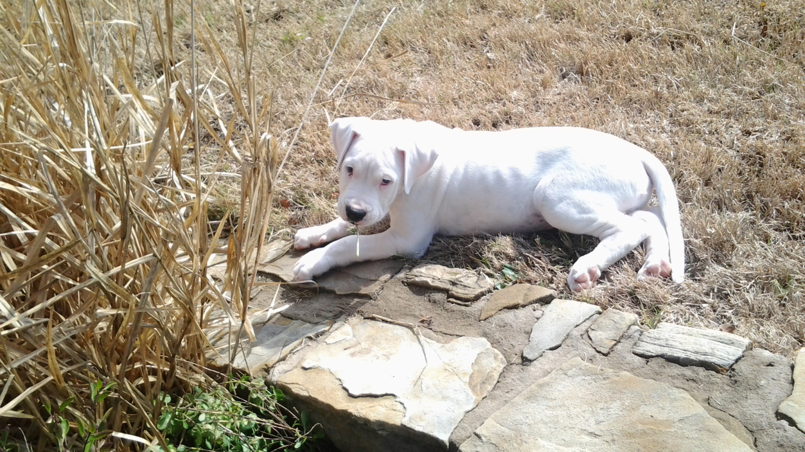 Грустный молодой аргентинский дог