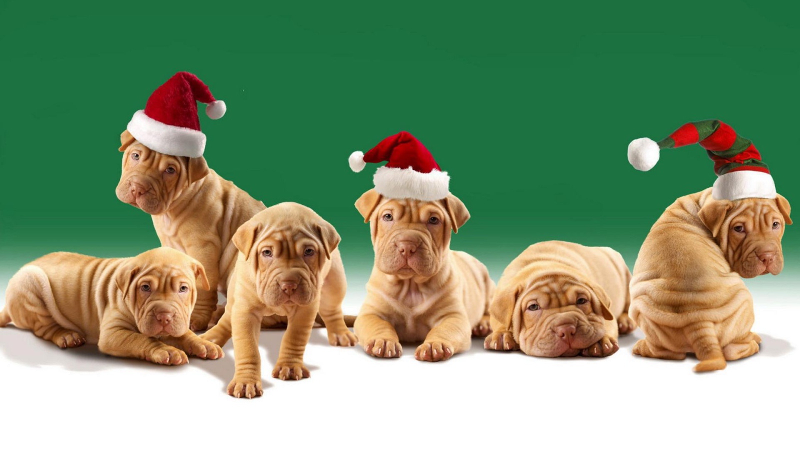 Шарпей щенки в шляпах Санта-Клауса