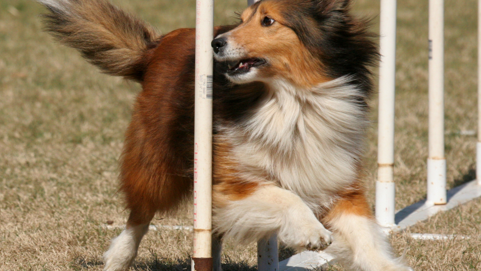 Собака породы шелти выполняет команды