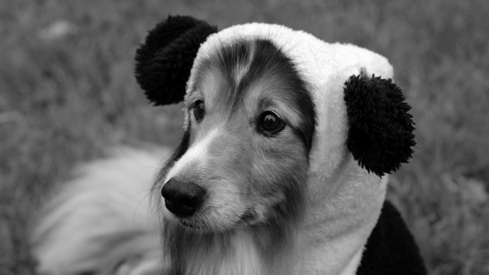 Собака породы шелти в смешной шапке