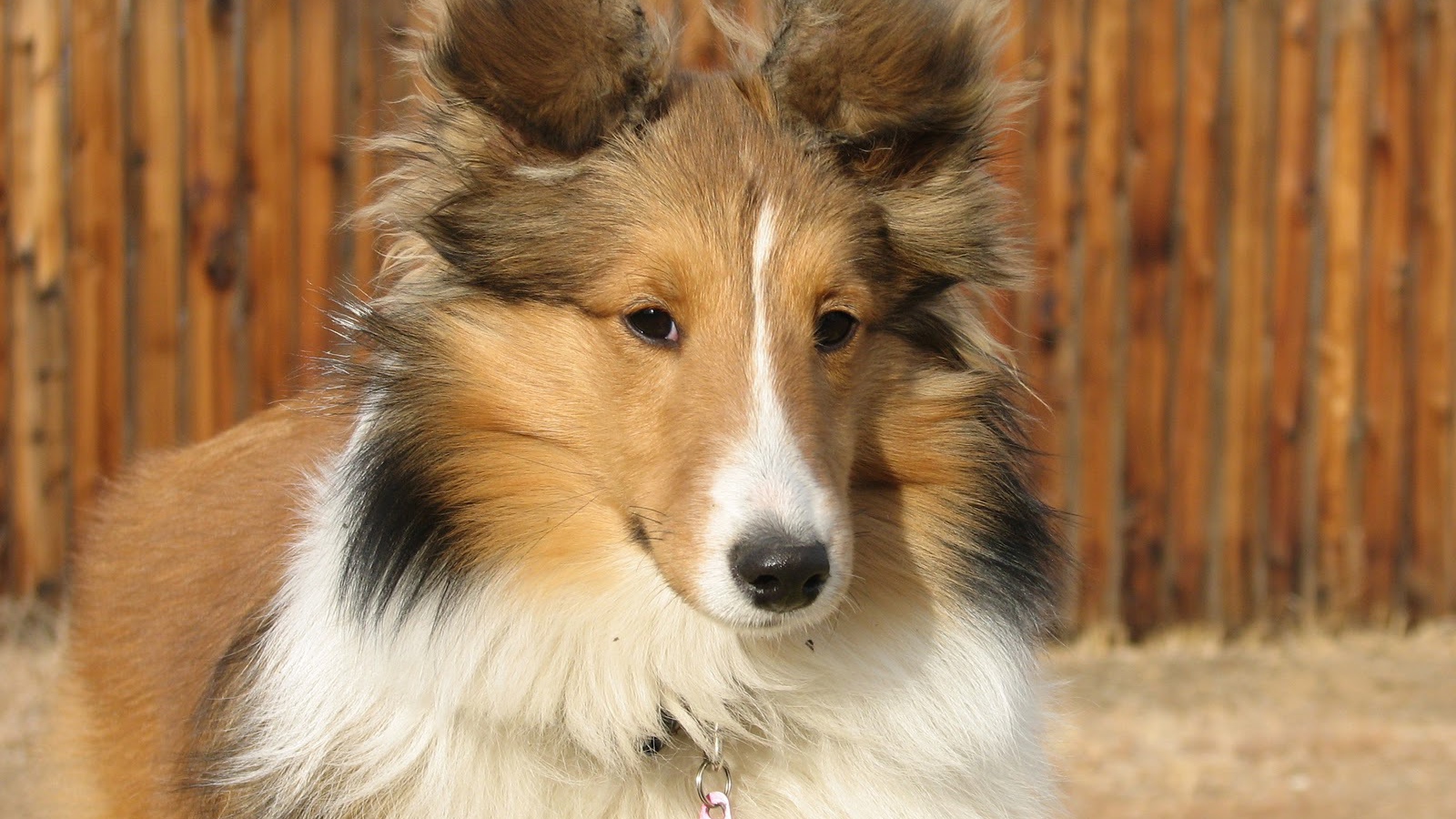 Собака породы шелти по имени Солейл