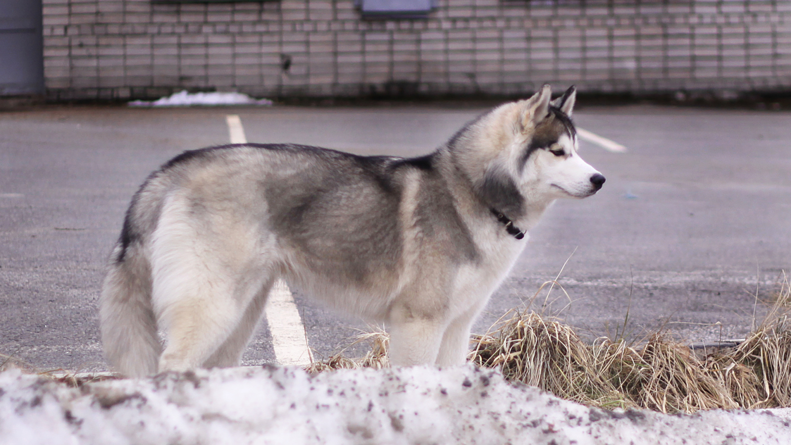 Сибирский хаски в городе