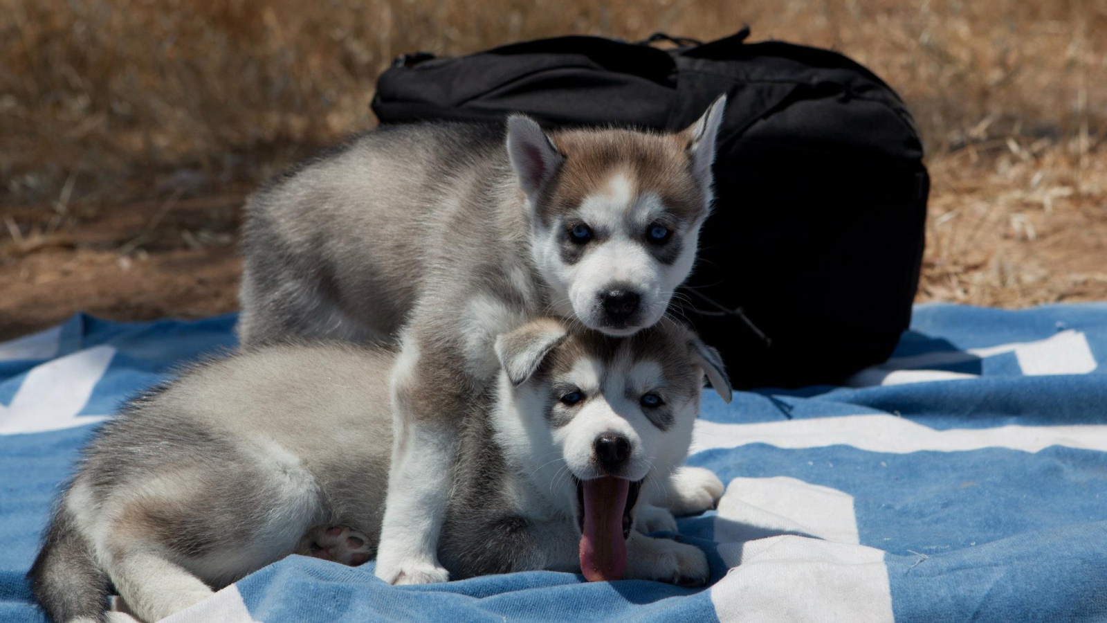 Сибирский хаски защищает свою сестру