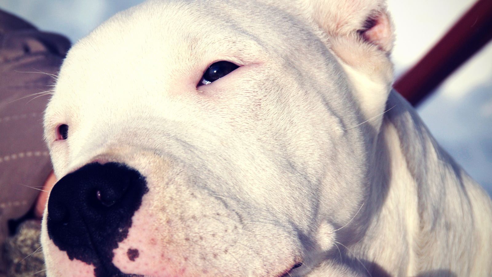 Сонный аргентинский дог