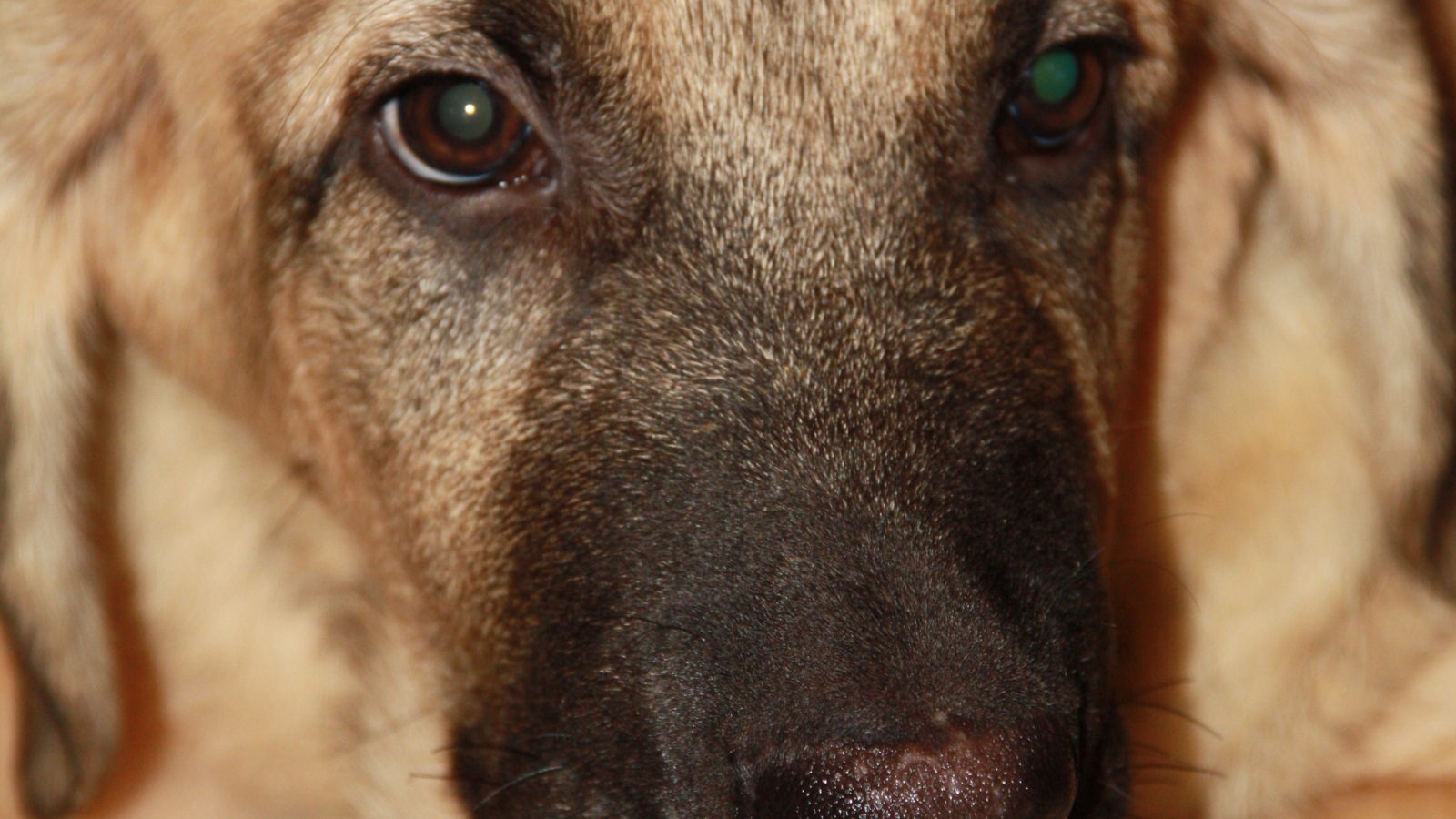 Испанский мастиф крупным планом 