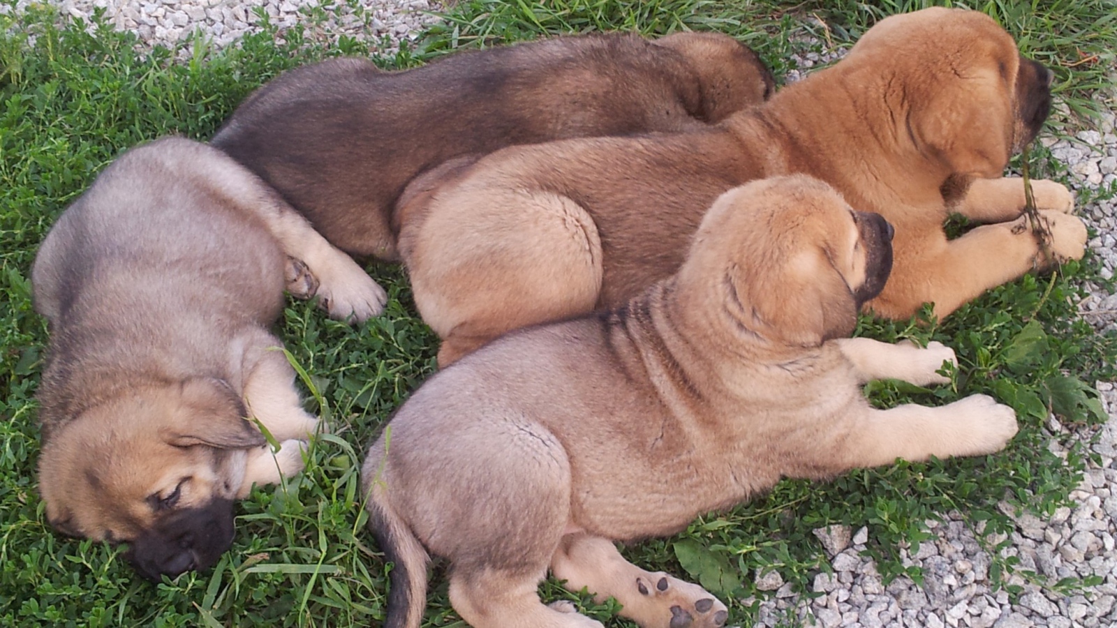 Щенки испанского мастифа на траве