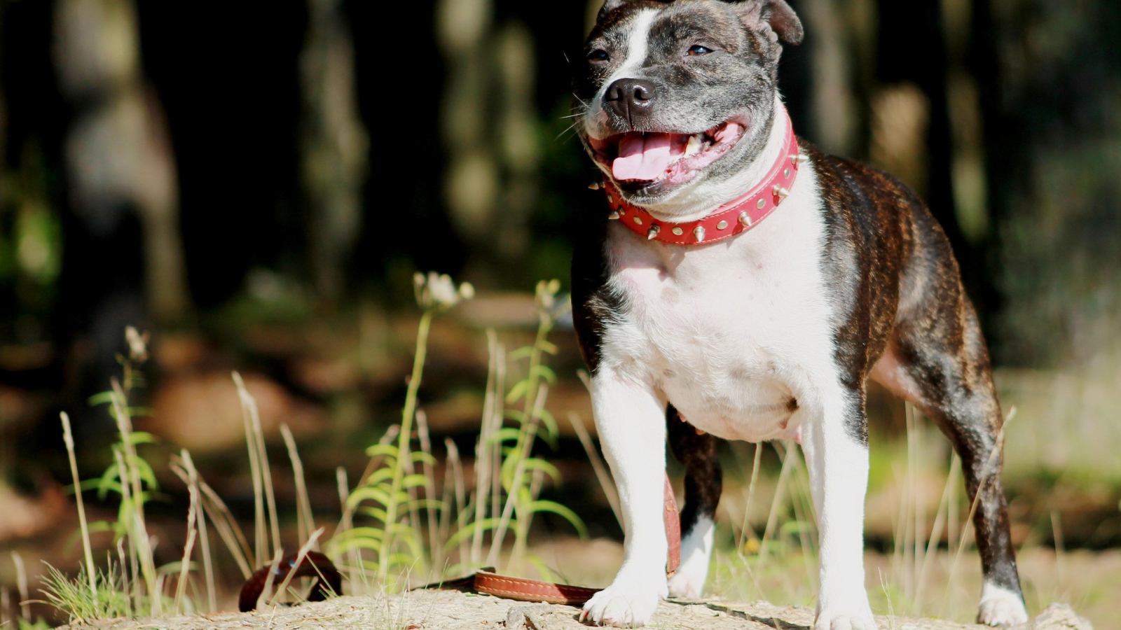 Стаффордширский бультерьер терьер в красном ошейнике
