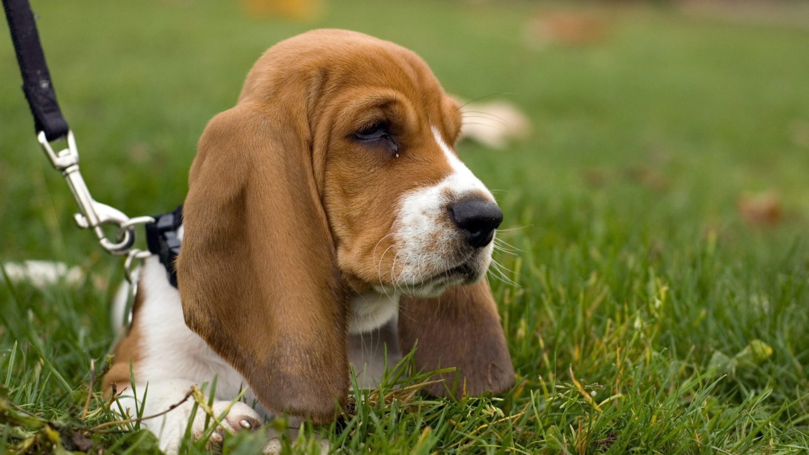 Угрюмый бассет-хаунд в траве