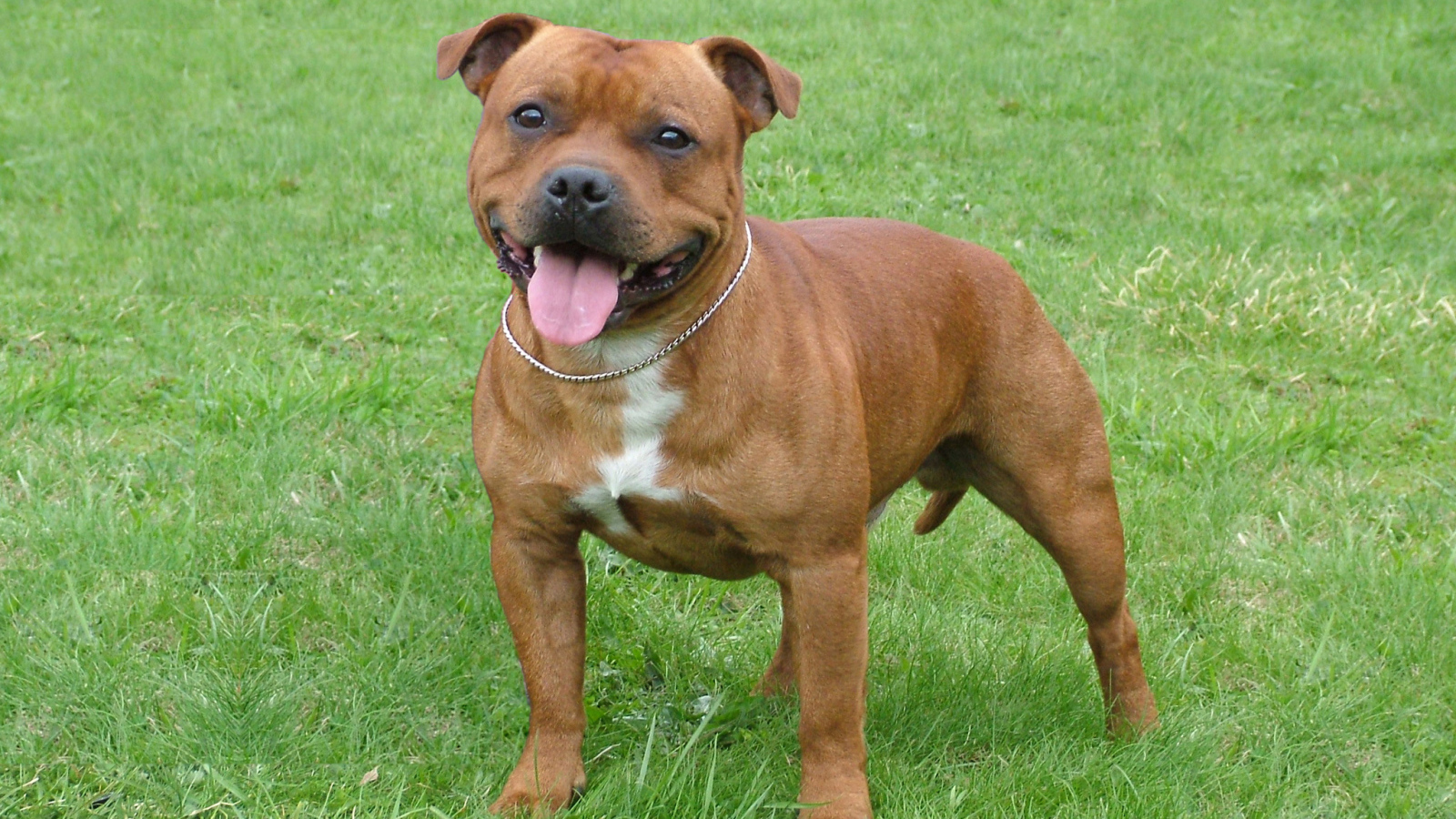 Коричневый Стаффордширский бультерьер на траве