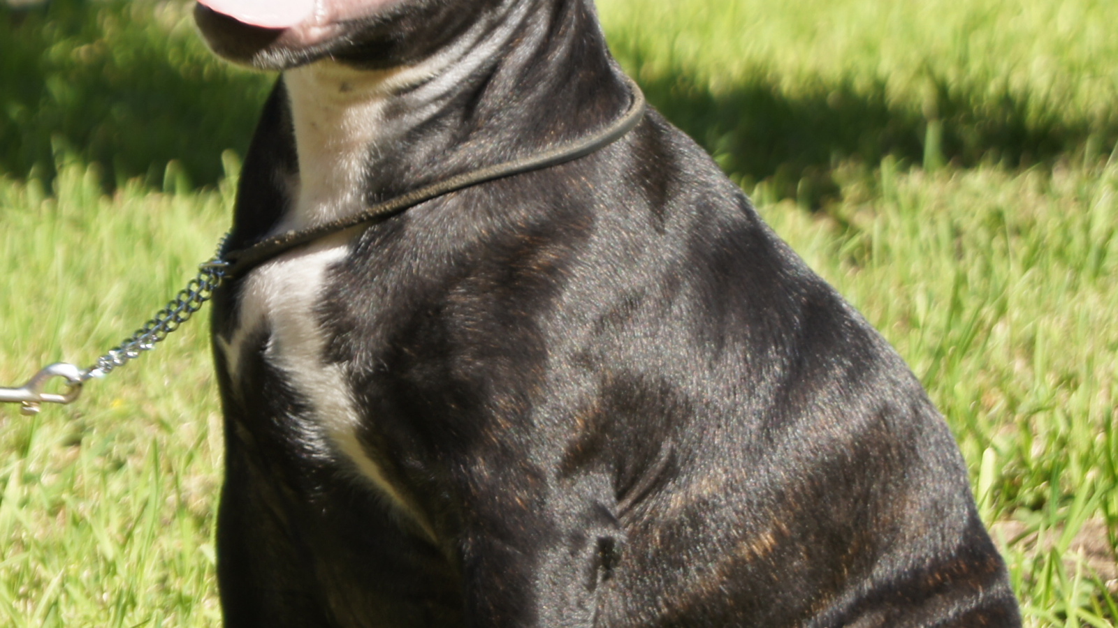 Счастливый Стаффордширский бультерьер