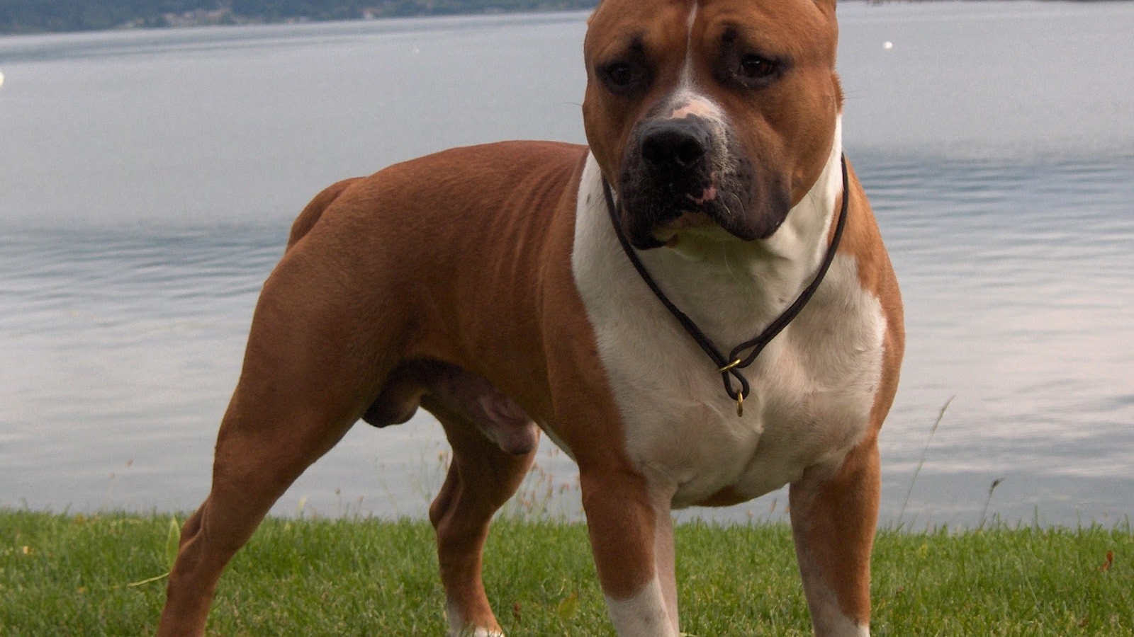 The Staffordshire Bull Terrier at the lake