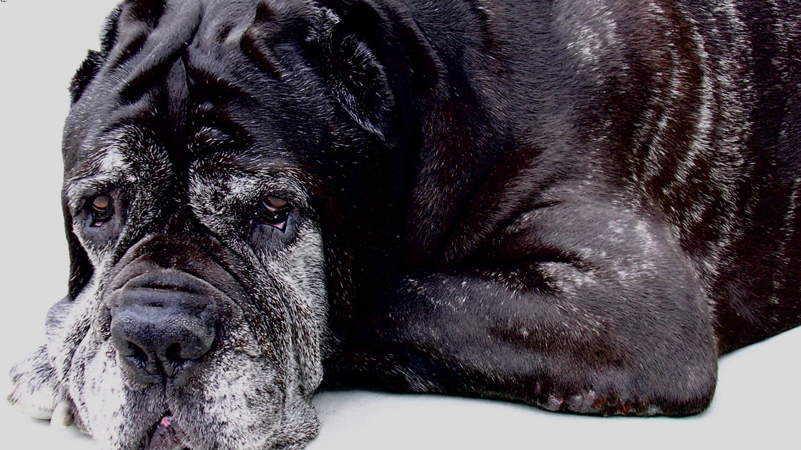 Старый черный Испанский мастиф