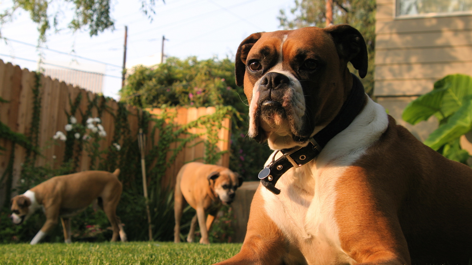 Три боксёра во дворе дома