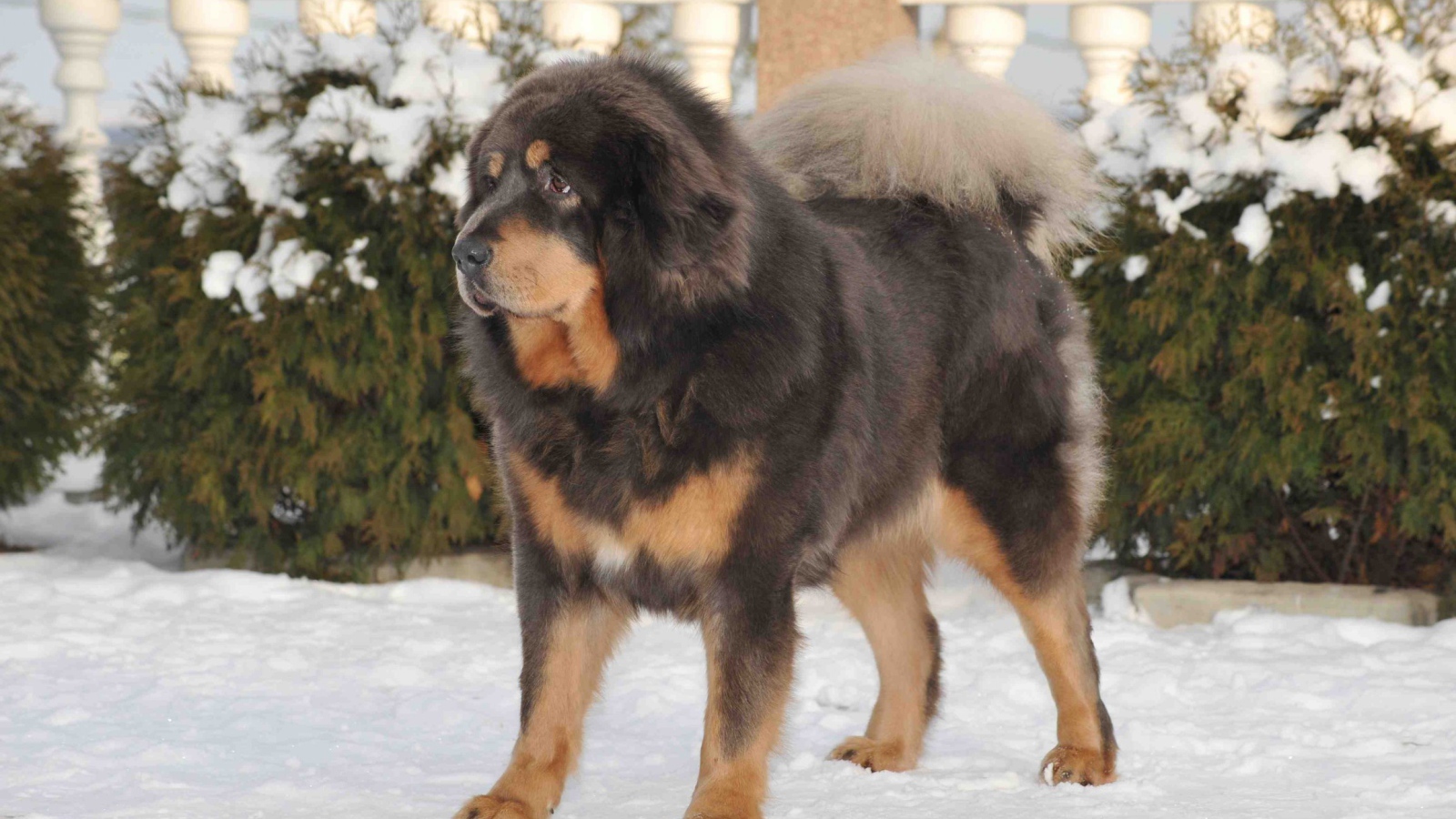 Тибетский мастиф на снегу