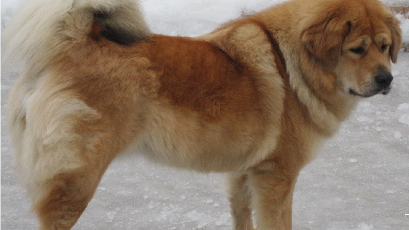 Тибетский мастиф на зимней улице