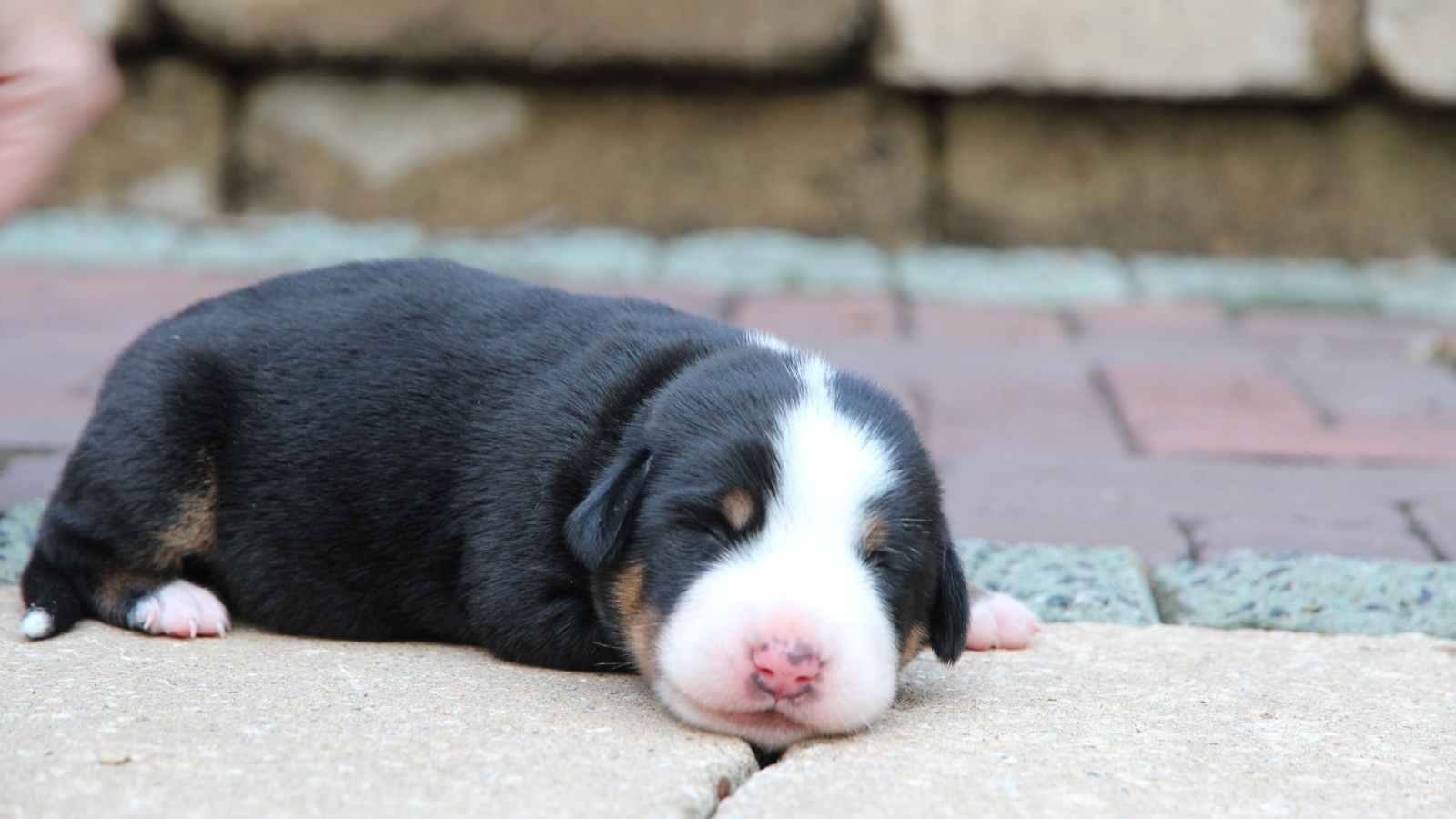 Крохотный щенок большого швейцарского зенненхунда
