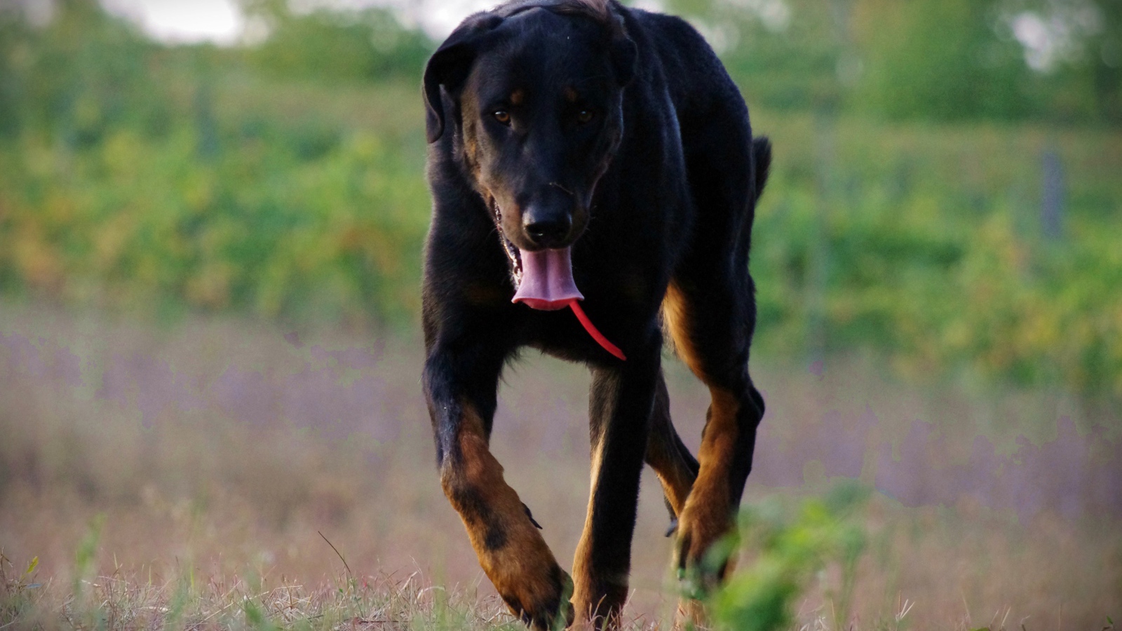 Уставший босерон идёт по полю
