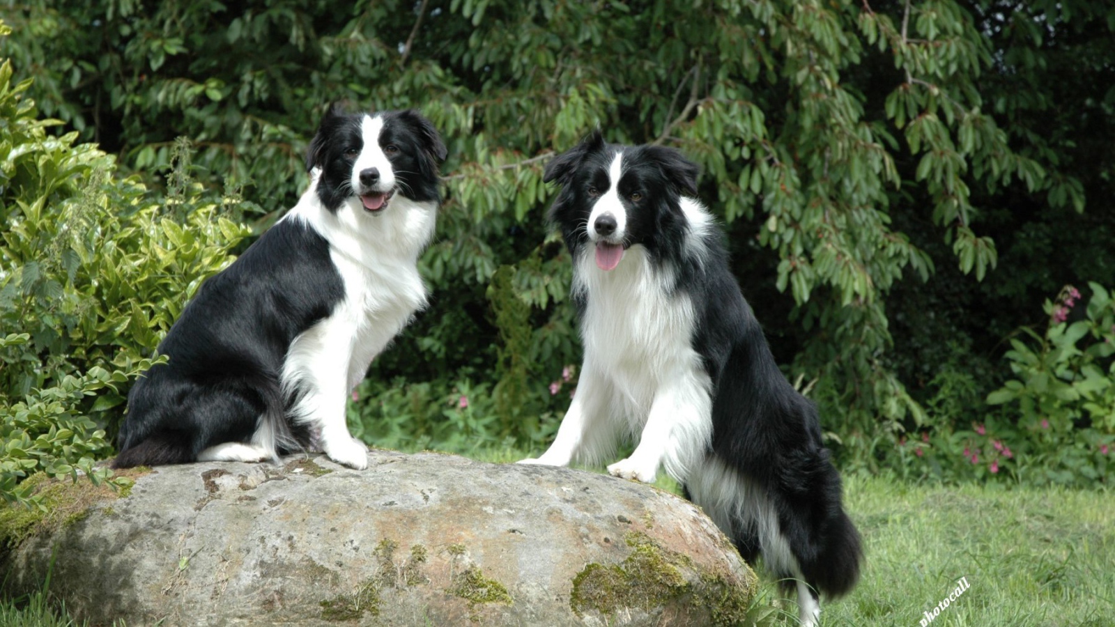 Две бордер-колли на камне