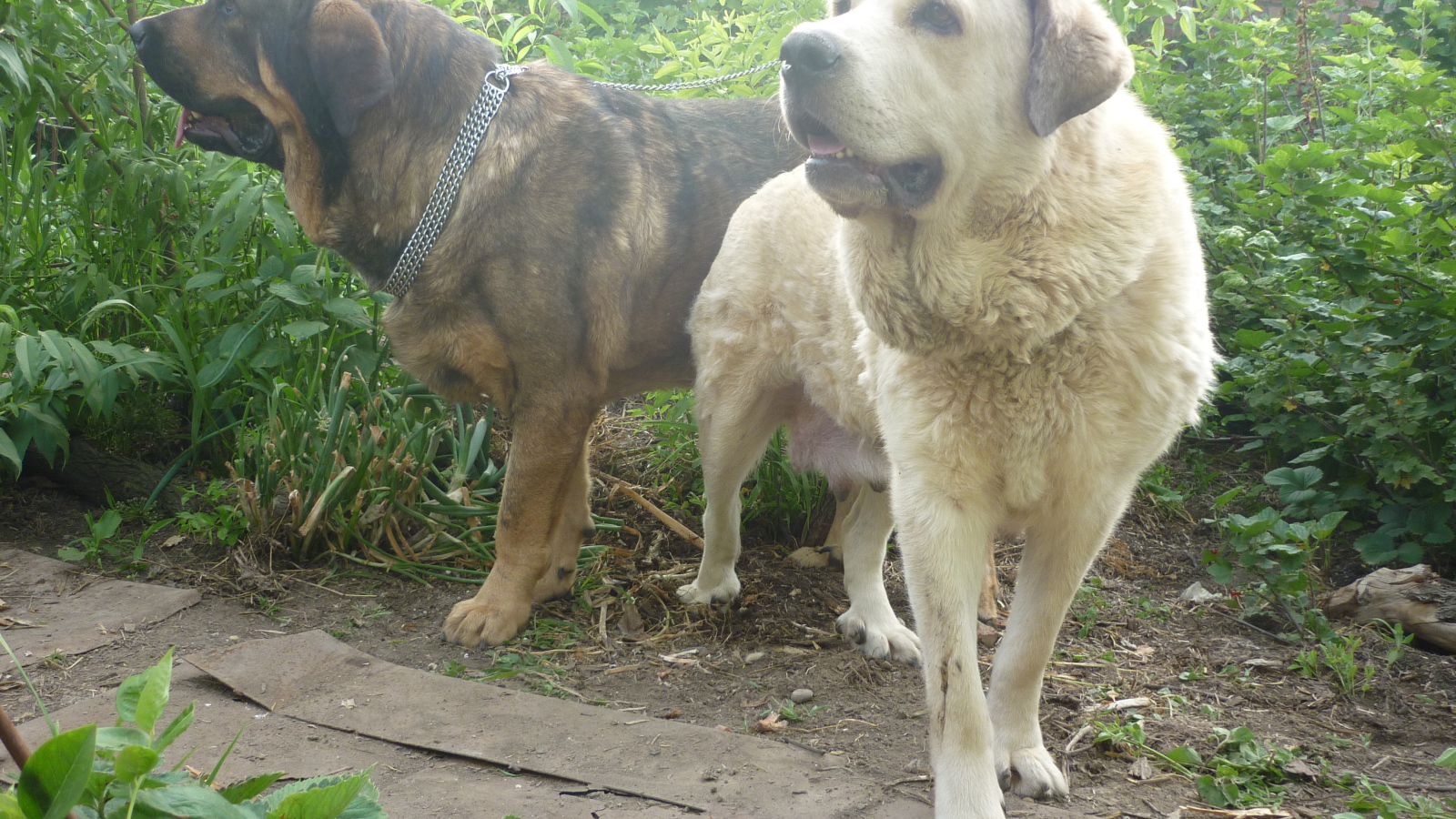 Two Spanish mastiffs in the garden