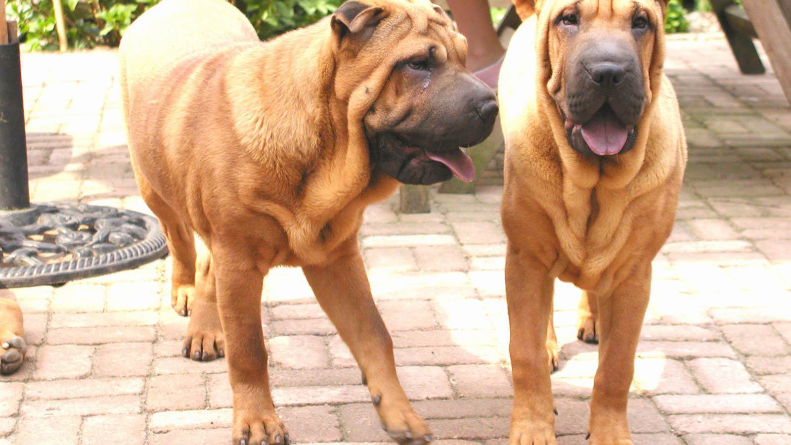 Две собаки шарпей в саду