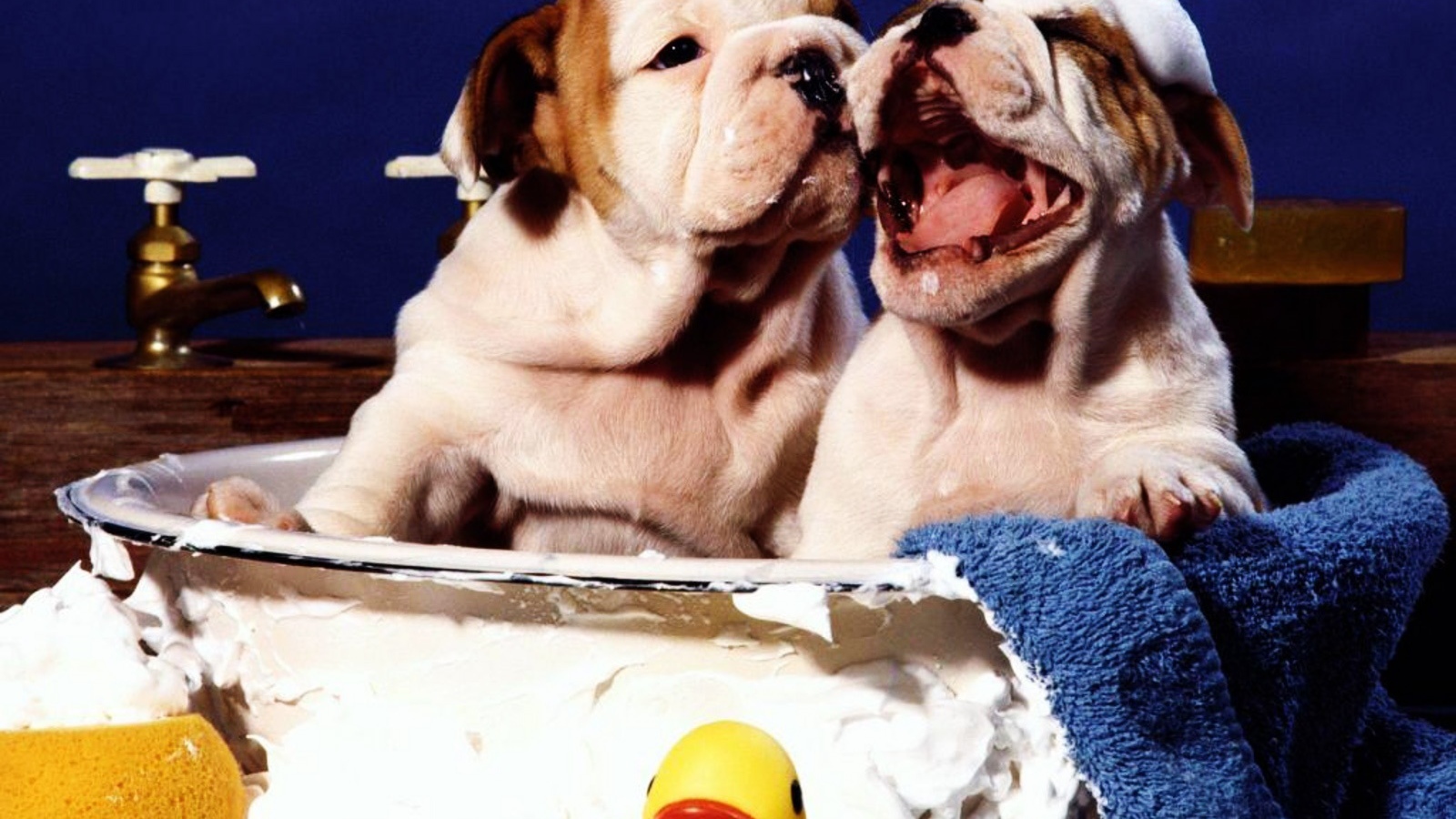 Щенки шарпея принимает ванну