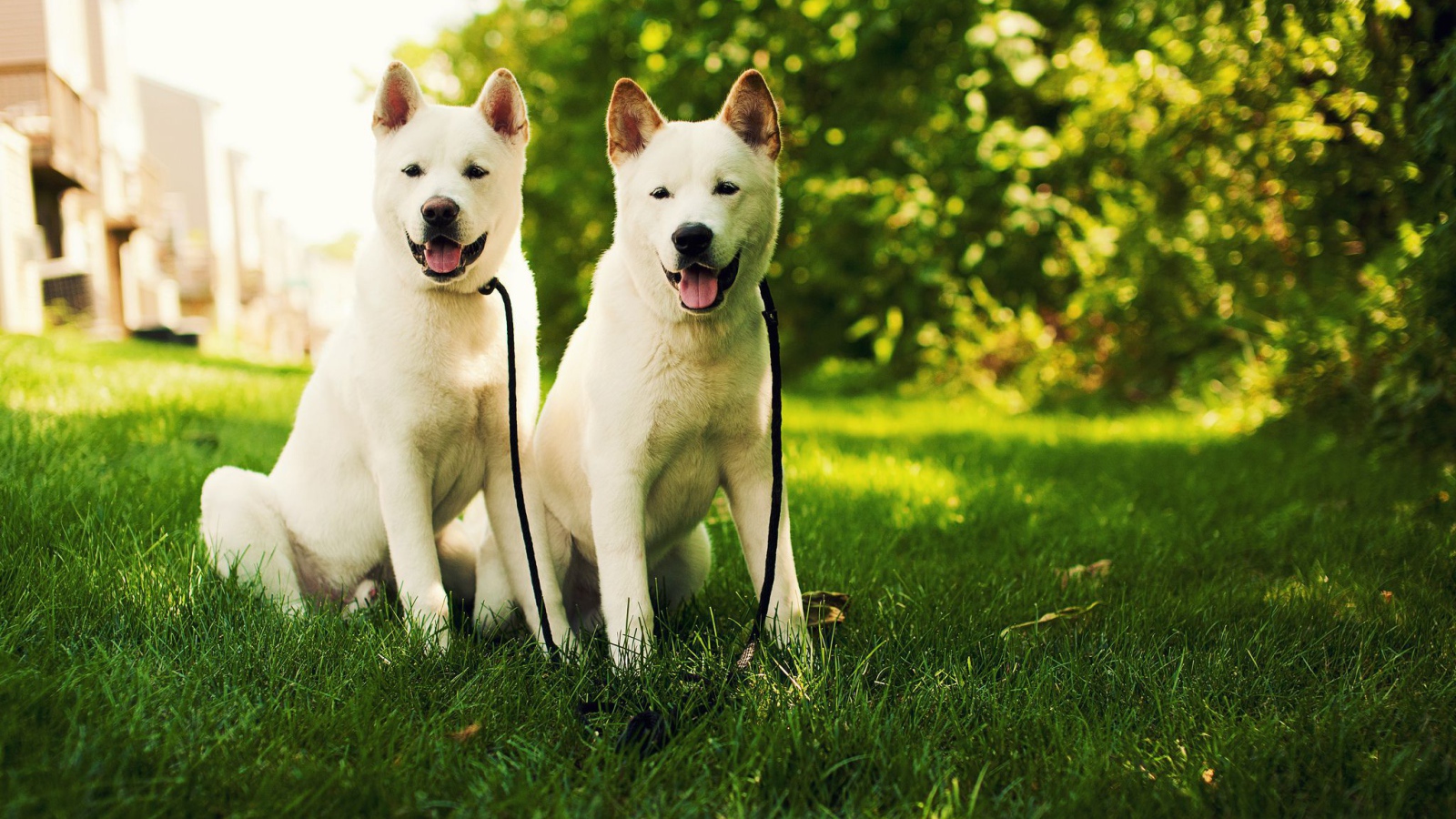 Две белые собаки акита-ину на траве