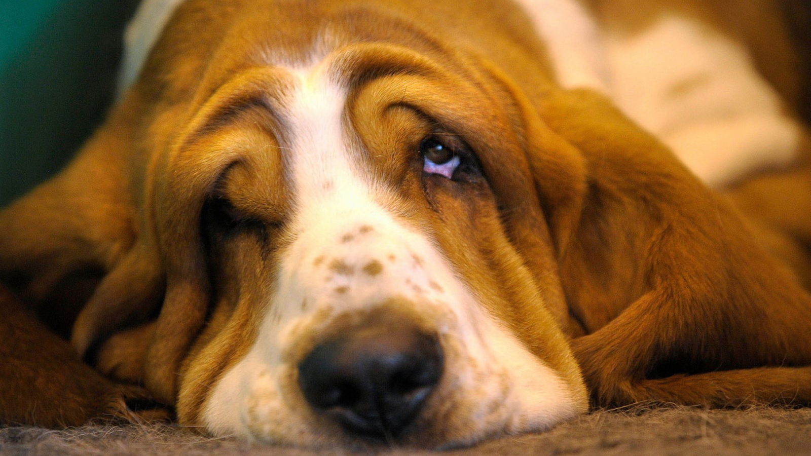 Очень грустный бассет-хаунд