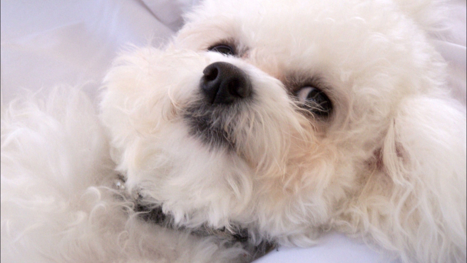 Молодая собака породы бишон-фриз отдыхает