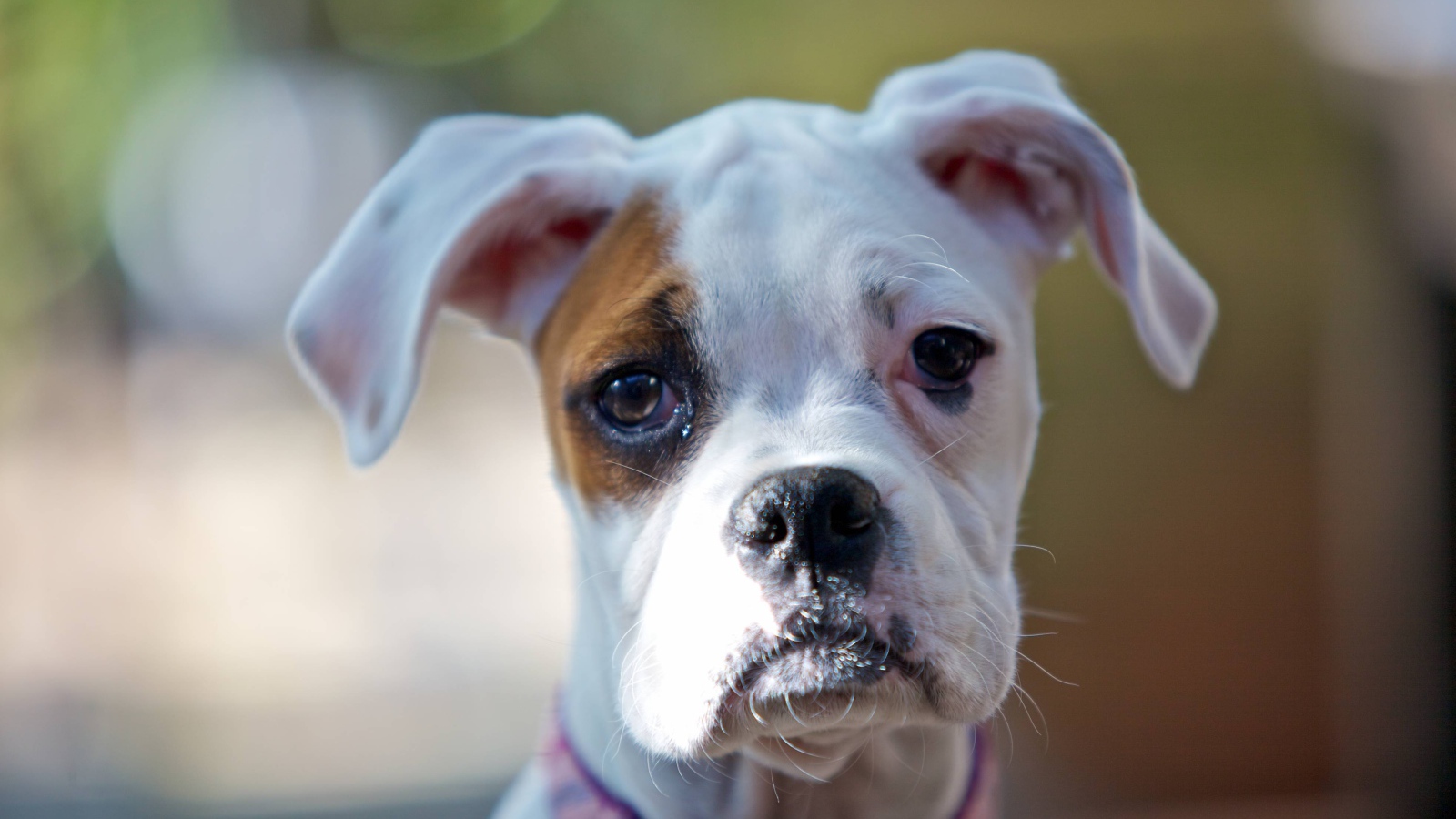 Молодой белый боксёр