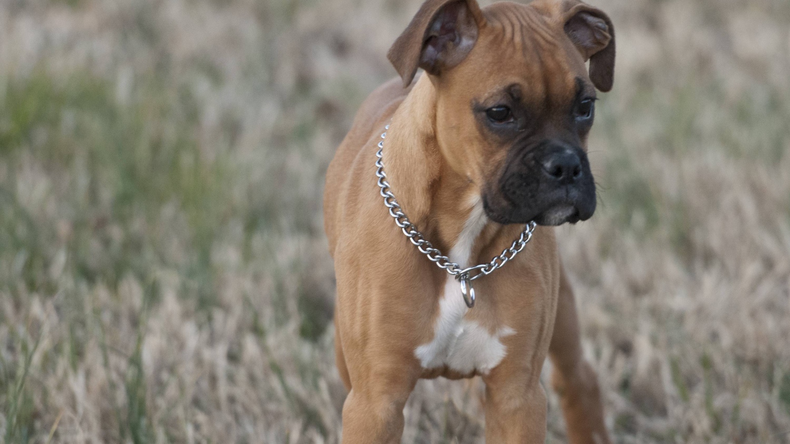 Красивый щенок боксёра кого-то увидел