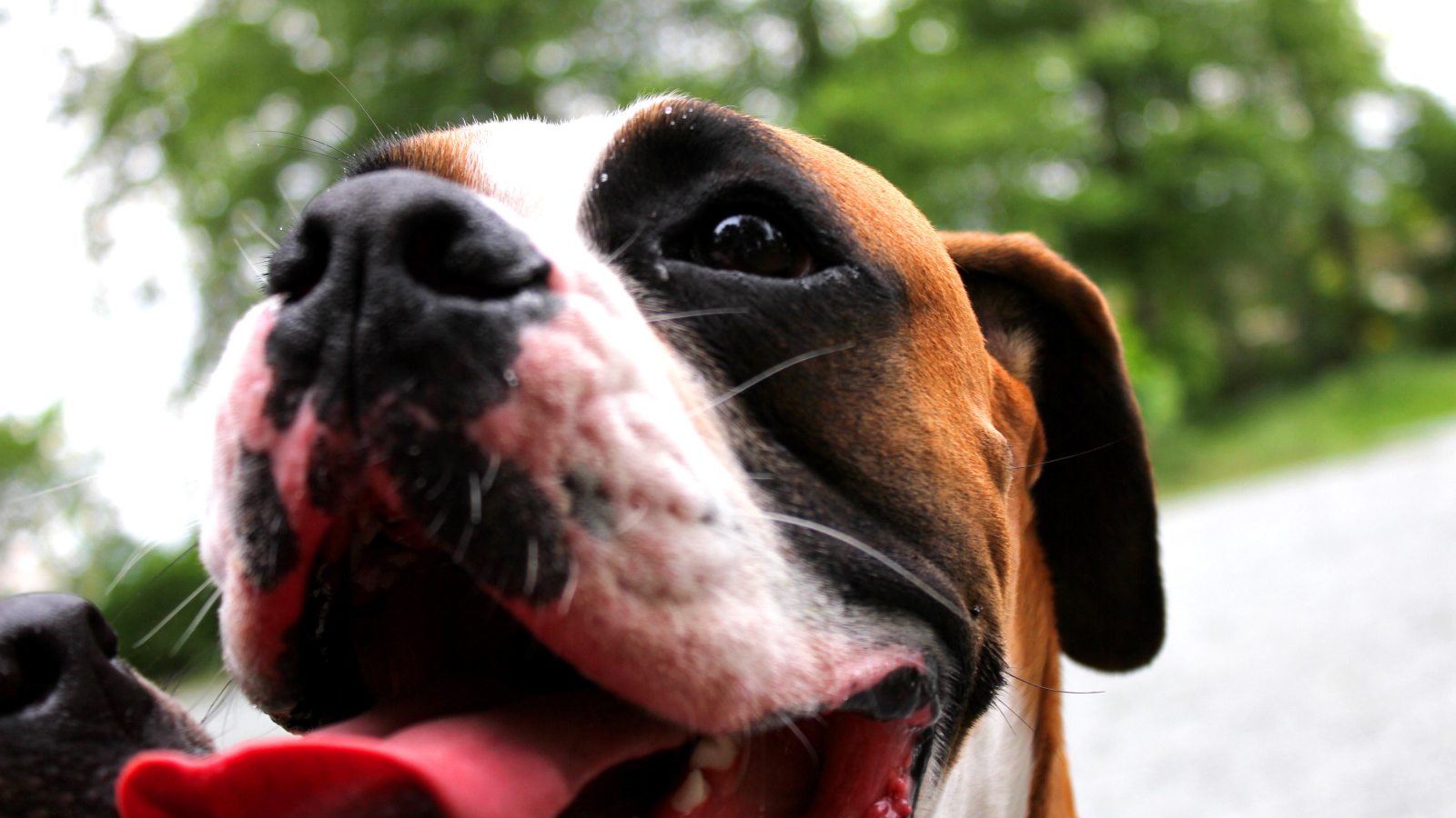 Счастливый боксёр с длинным языком