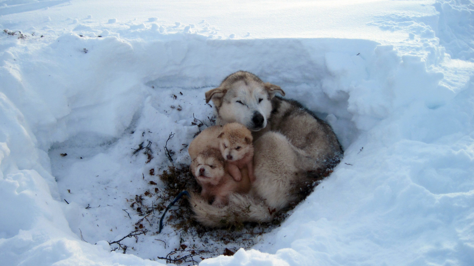 Собака со своим потомством в снегу
