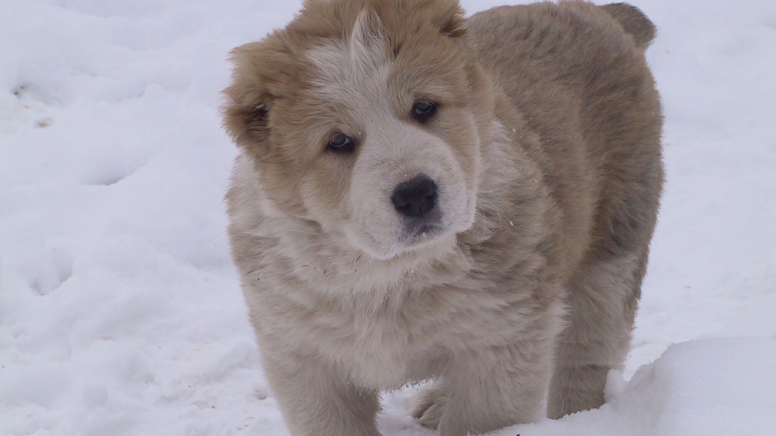 Кавказская овчарка играет на снегу