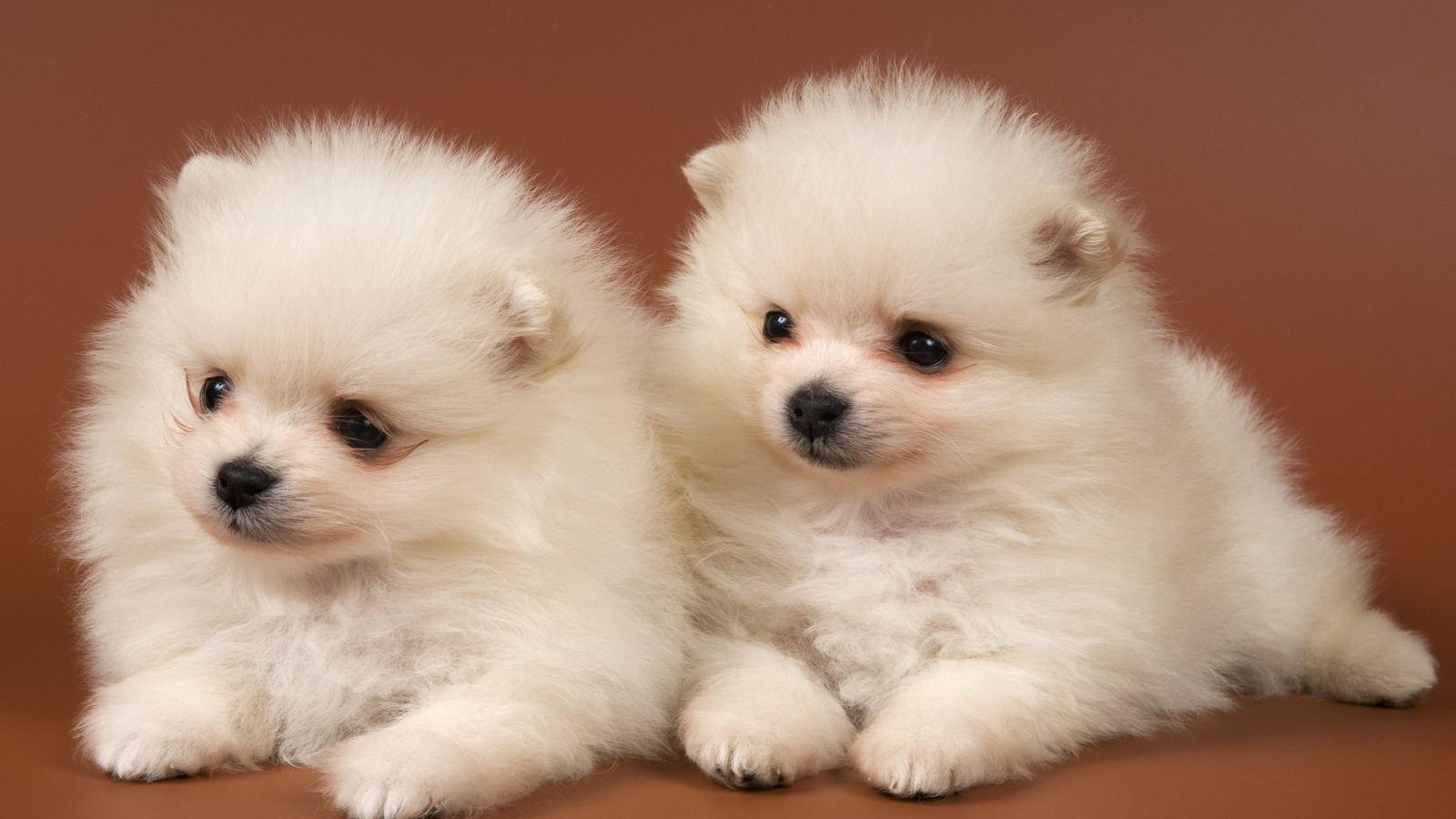 Щенки чау-чау