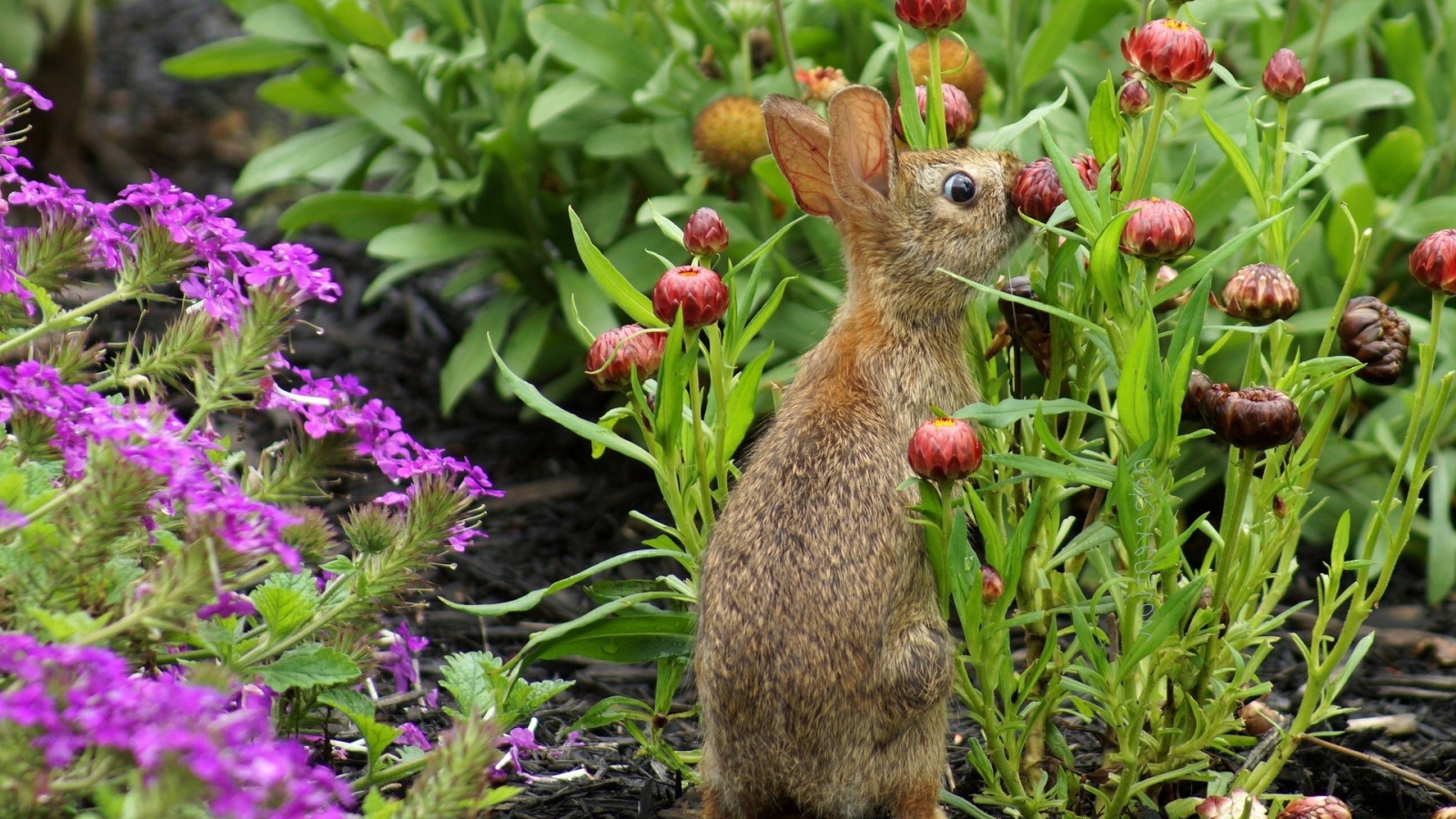 Кролик прячется в цветах