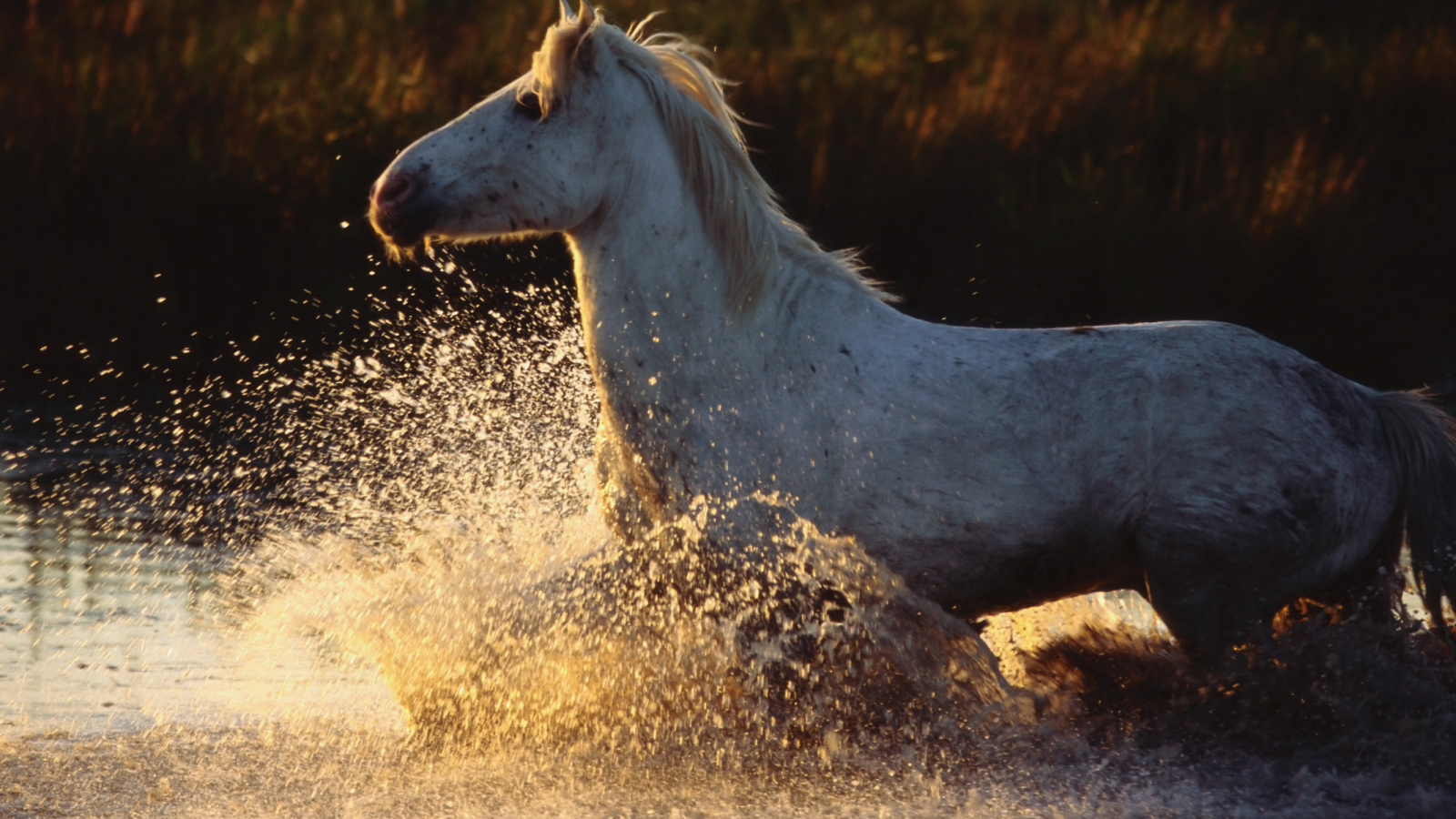 Древние лошади